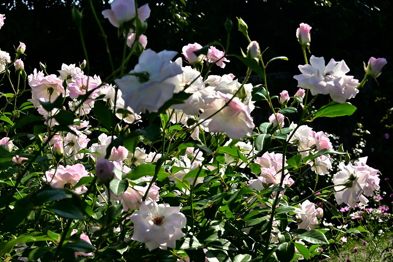 f:id:chuokurashinet:20211015062138j:plain