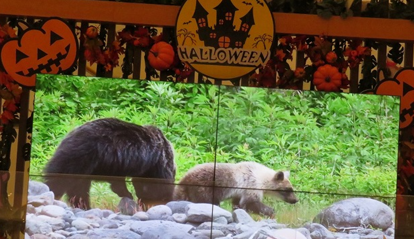 f:id:chuokurashinet:20211023082345p:plain