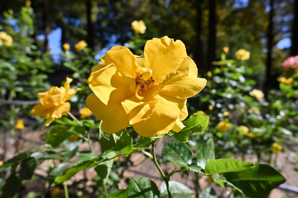 f:id:chuokurashinet:20211025171626j:plain