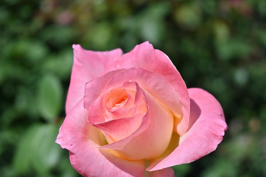 f:id:chuokurashinet:20211025171646j:plain