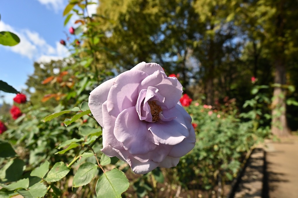 f:id:chuokurashinet:20211025171712j:plain