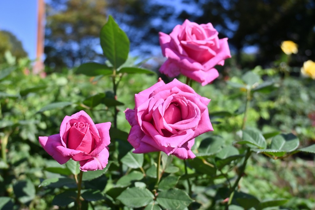 f:id:chuokurashinet:20211025171804j:plain