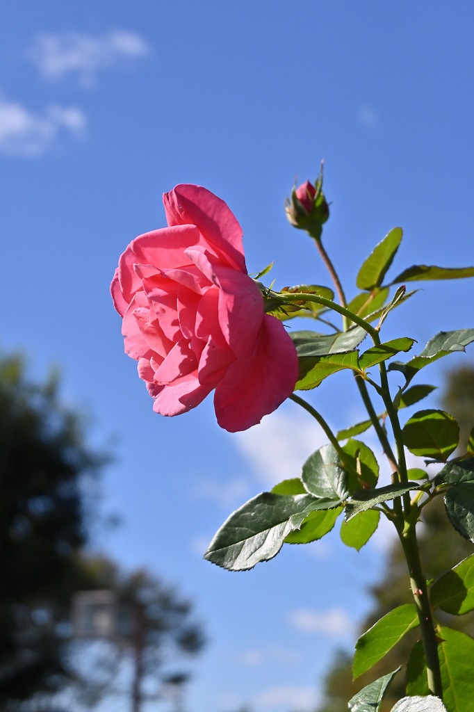 f:id:chuokurashinet:20211025171826j:plain