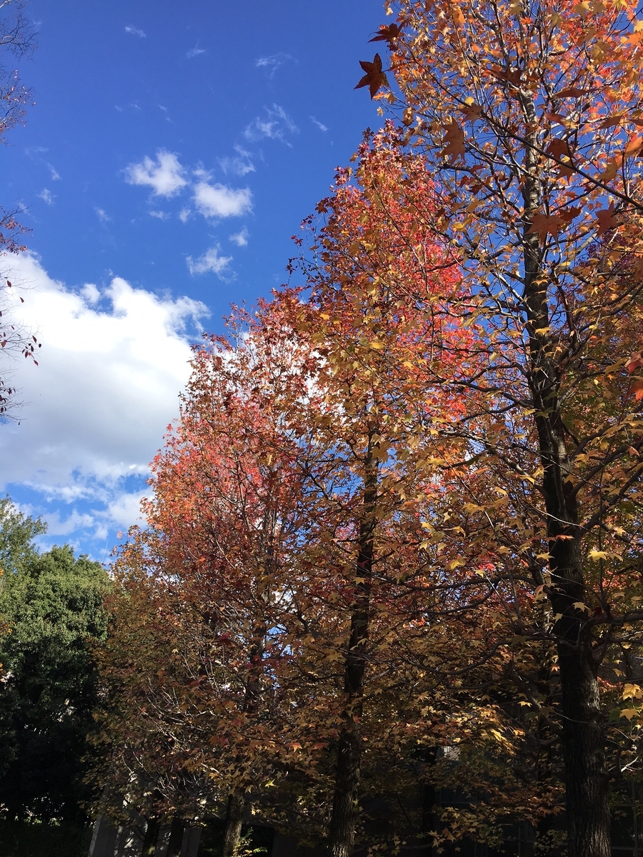 f:id:chuokurashinet:20211111153058j:plain