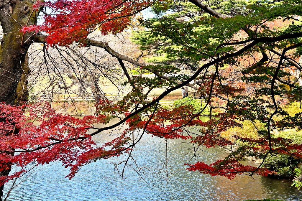 f:id:chuokurashinet:20211128072015j:plain