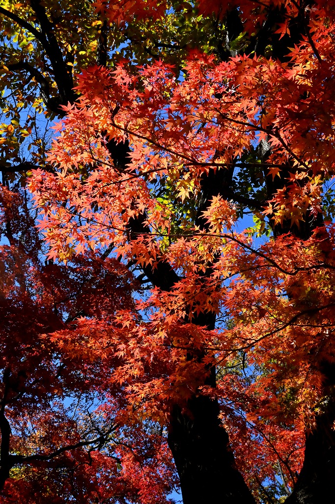 f:id:chuokurashinet:20211201114346j:plain