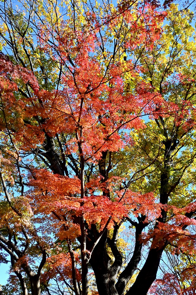 f:id:chuokurashinet:20211201114408j:plain