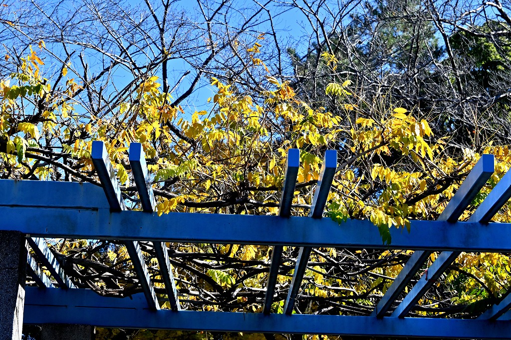 f:id:chuokurashinet:20211201114428j:plain