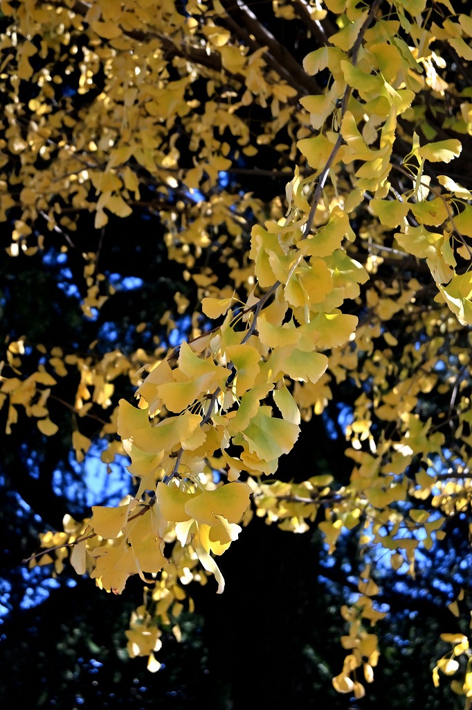 f:id:chuokurashinet:20211201114454j:plain