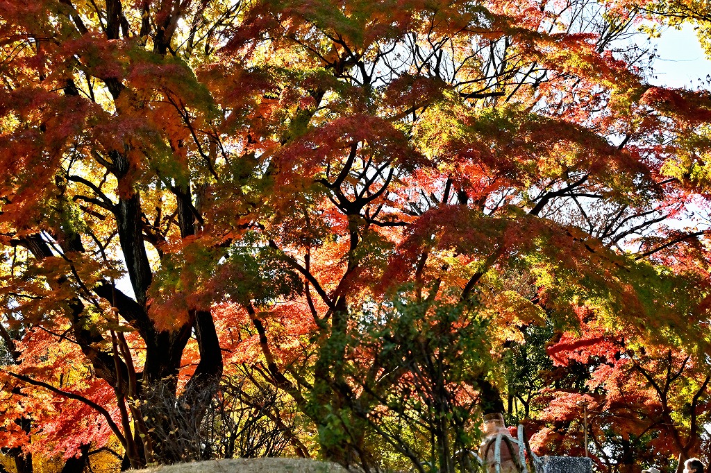 f:id:chuokurashinet:20211201114519j:plain