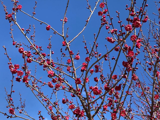 f:id:chuokurashinet:20220301120824j:plain