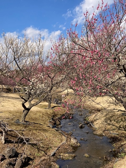 f:id:chuokurashinet:20220301120856j:plain