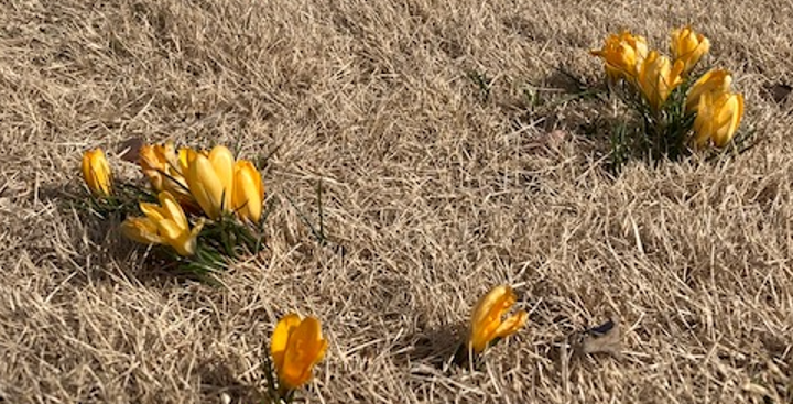 f:id:chuokurashinet:20220301121009p:plain