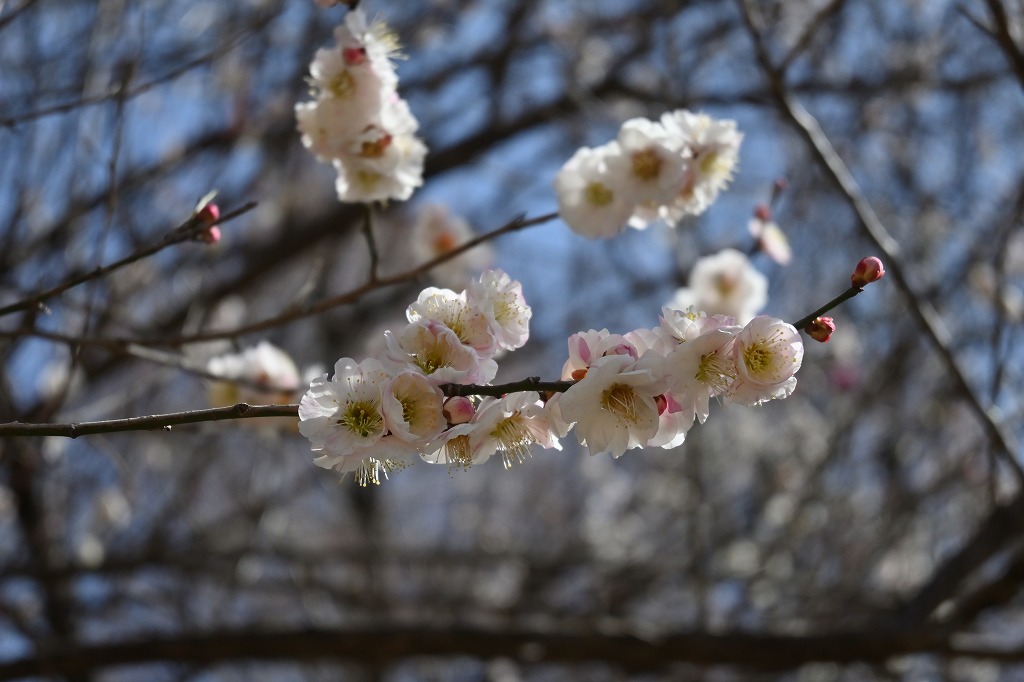 f:id:chuokurashinet:20220305165952j:plain
