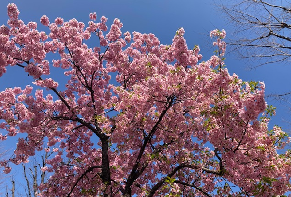 f:id:chuokurashinet:20220315204148p:plain