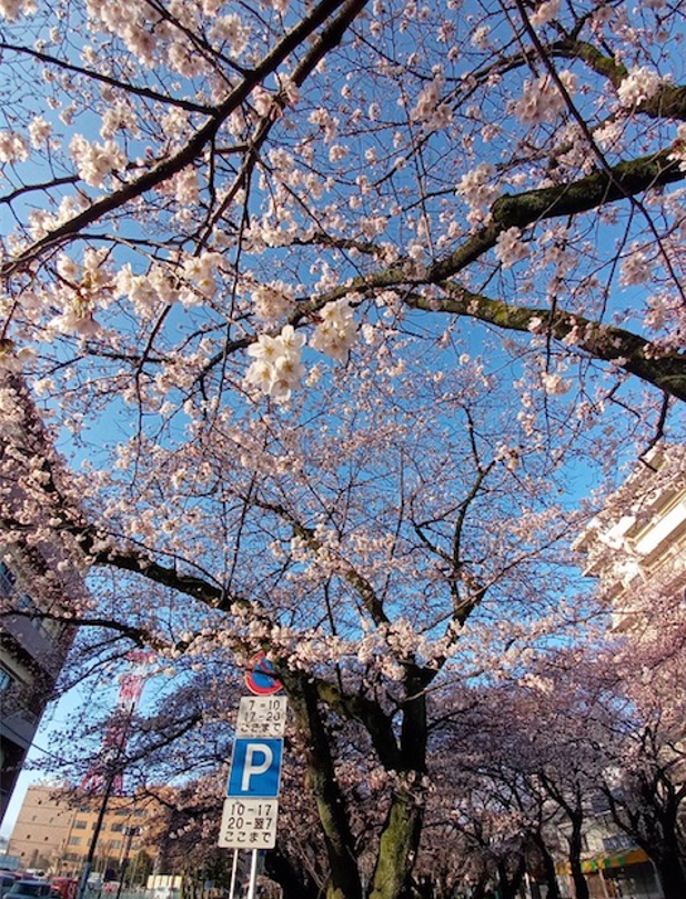 f:id:chuokurashinet:20220327073924p:plain