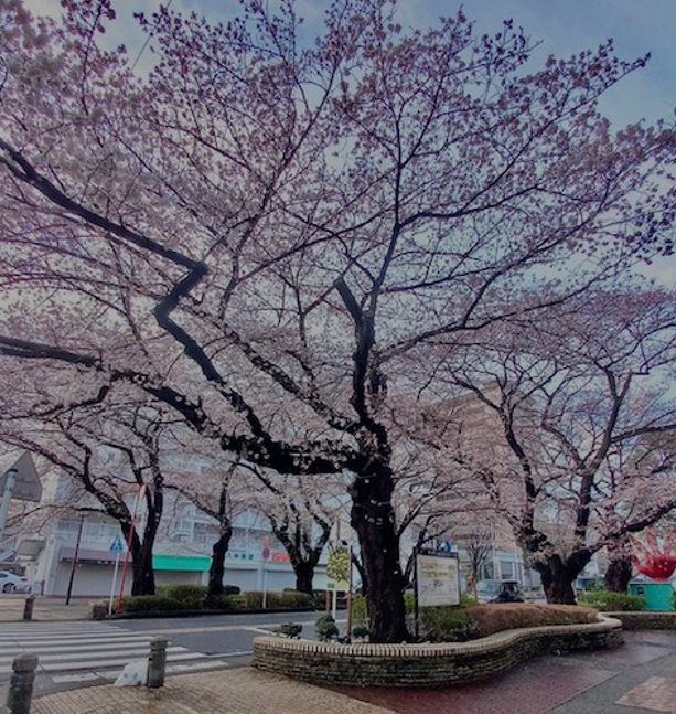 f:id:chuokurashinet:20220327074054p:plain