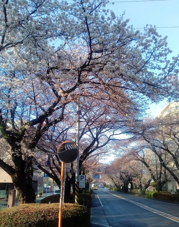 f:id:chuokurashinet:20220327074357p:plain