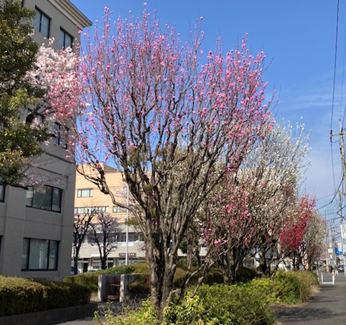 照手桃 咲き始めています 22年3月29日 ちゅうおうくらしねっと