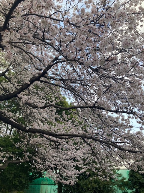 f:id:chuokurashinet:20220331093424j:plain