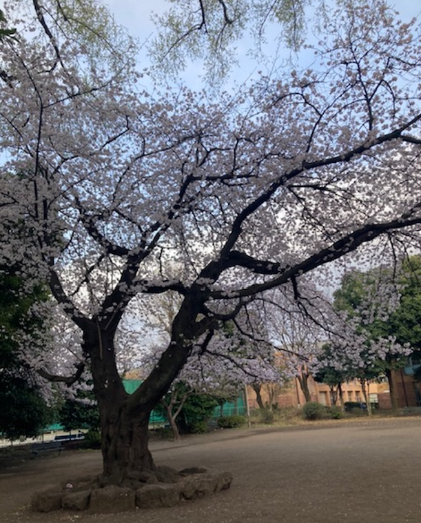 f:id:chuokurashinet:20220331093549p:plain