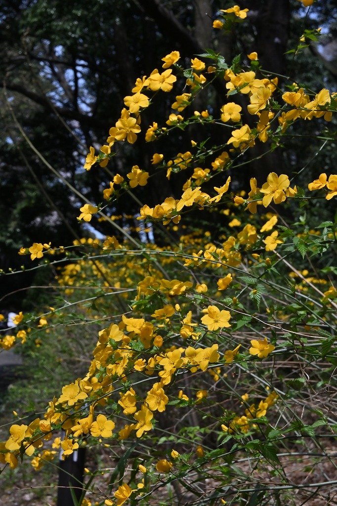 f:id:chuokurashinet:20220403101337j:plain