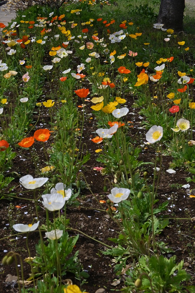 f:id:chuokurashinet:20220403101416j:plain