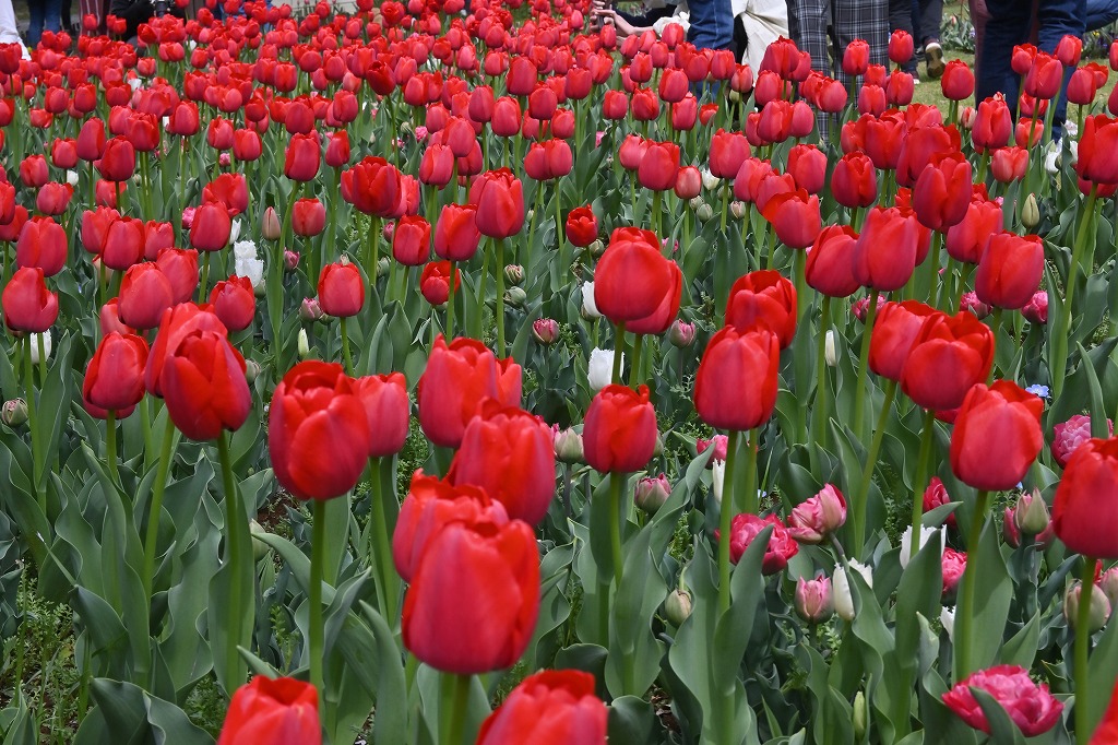 f:id:chuokurashinet:20220403101507j:plain