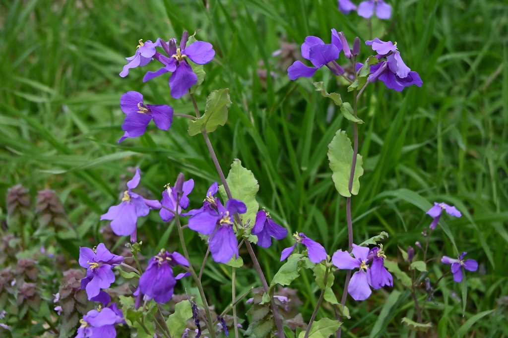 f:id:chuokurashinet:20220403101542j:plain