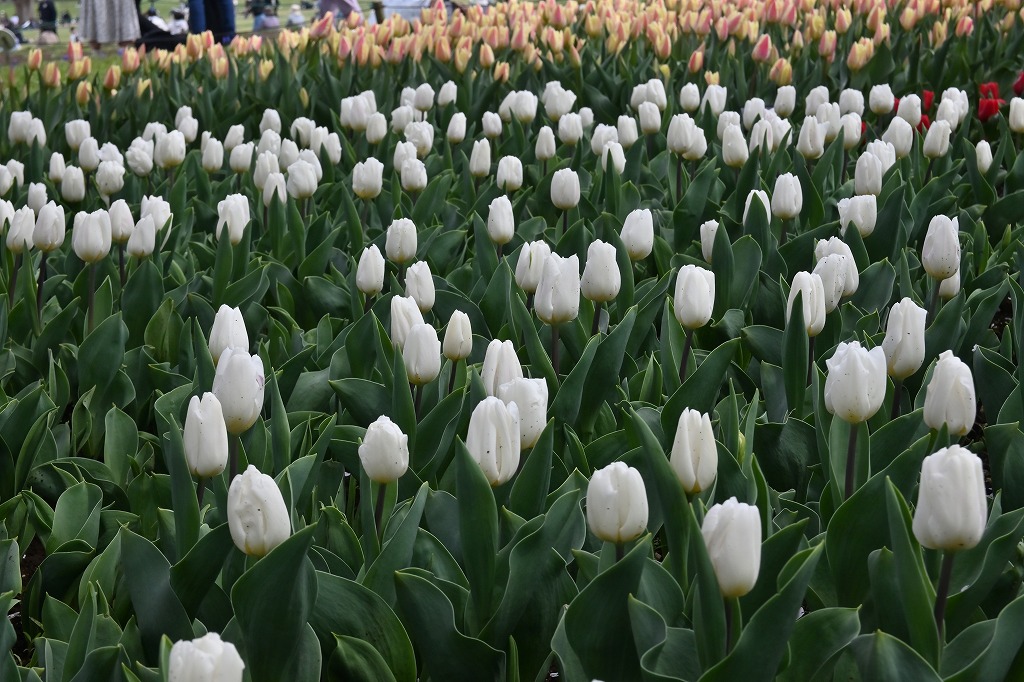 f:id:chuokurashinet:20220403101605j:plain