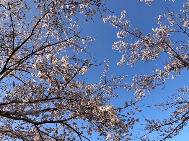 f:id:chuokurashinet:20220410081119j:plain