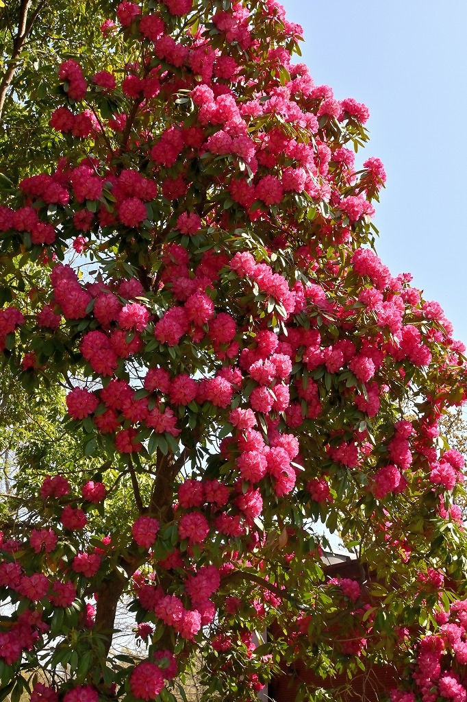 f:id:chuokurashinet:20220411090345j:plain