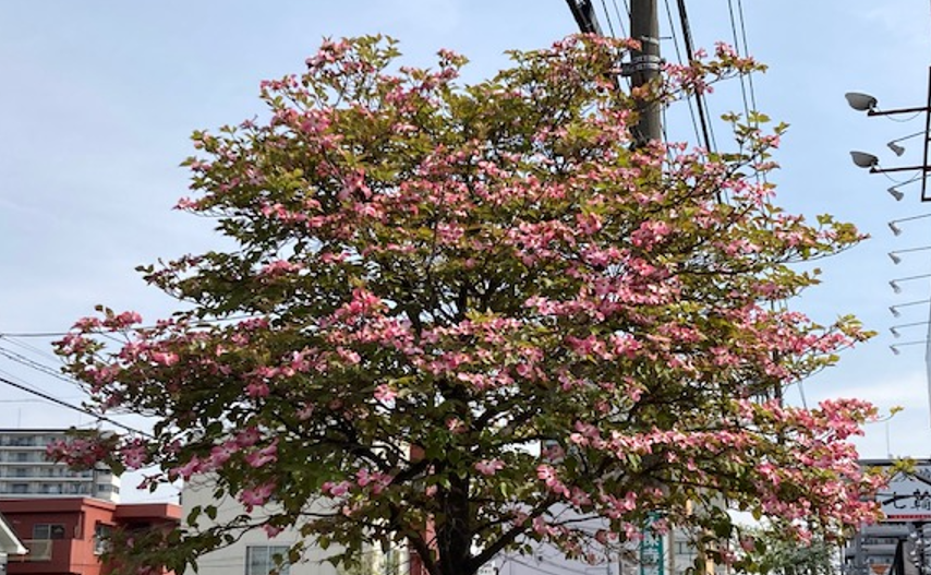 ハナミズキの花 22 4 23 ちゅうおうくらしねっと