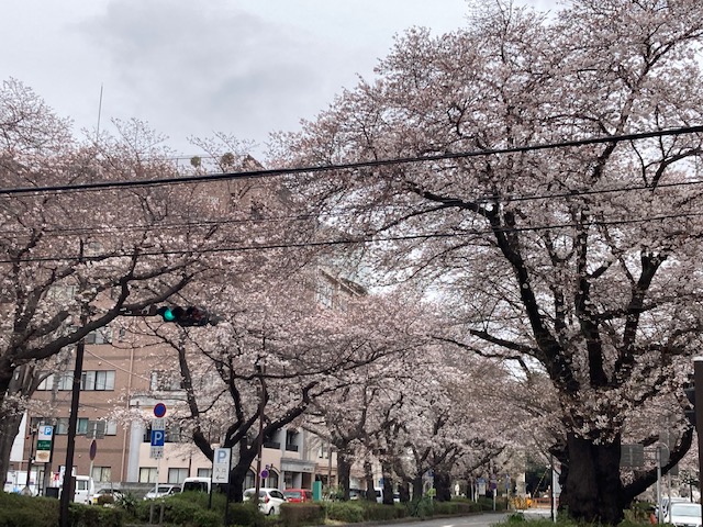 楽天市場】二季咲き さくら 【十月桜】 1年生接木苗 : 苗木部