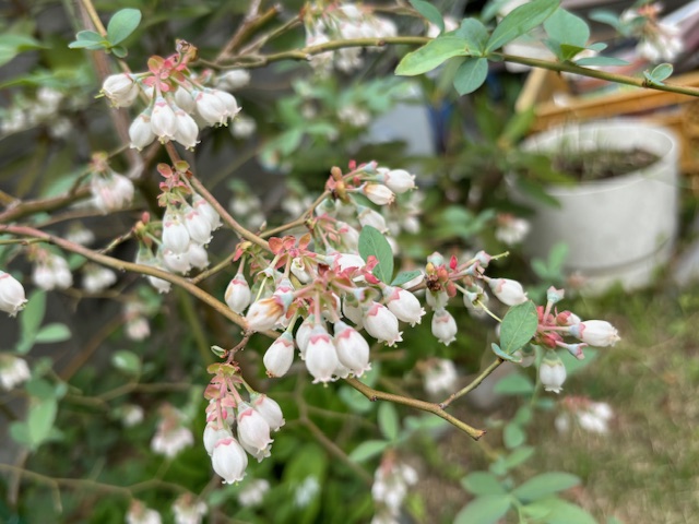 ■ブルーベリー■ブラッデン■大粒　ピンクの花■結実してます■ ブルーベリー サザンハイブッシュ系 ブラッデン 苗 販売 苗木部