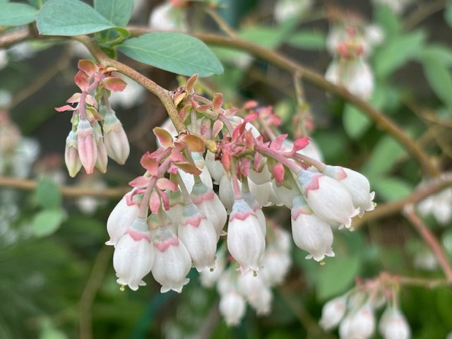 ブルーベリーの花！(2024/4/22) - ちゅうおうくらしねっと