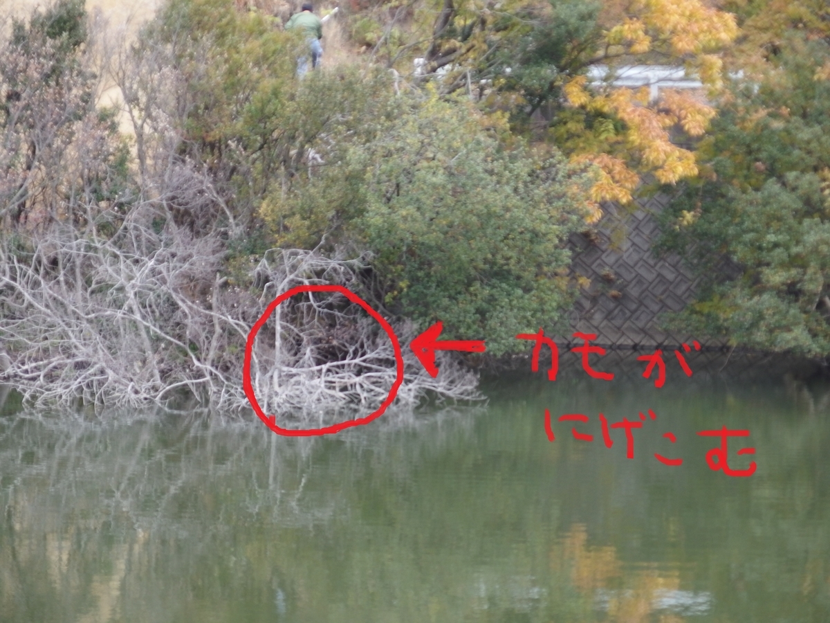 f:id:chusatokun:20191212213841j:plain