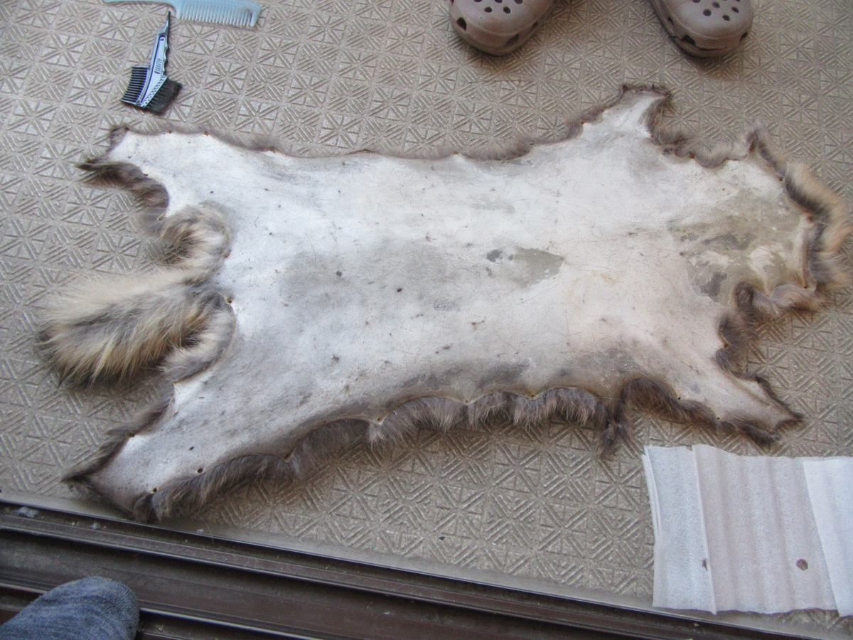 狸の毛皮でミョウバン鞣し - 狩猟夫婦chu&ituko