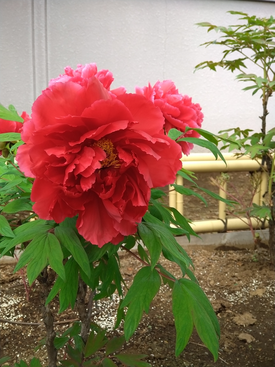 f:id:chuudaiji:20210406121946j:plain