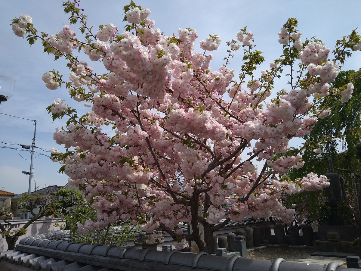f:id:chuudaiji:20210408101950j:plain
