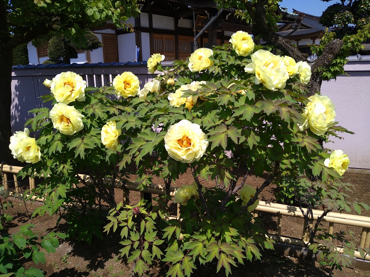 f:id:chuudaiji:20210420102735j:plain