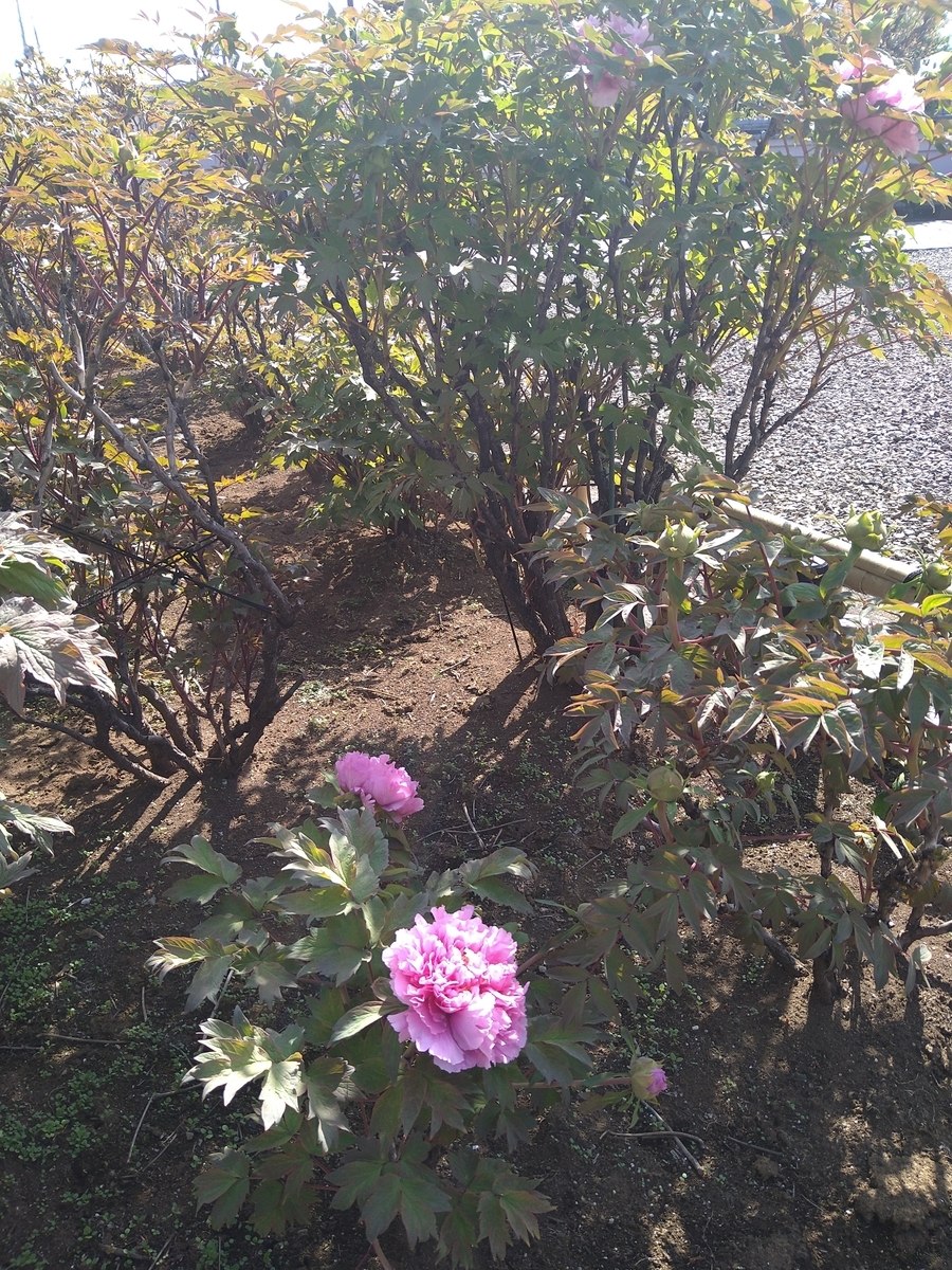 f:id:chuudaiji:20220410085246j:plain