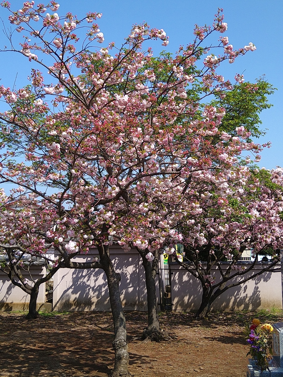 f:id:chuudaiji:20220412095257j:plain