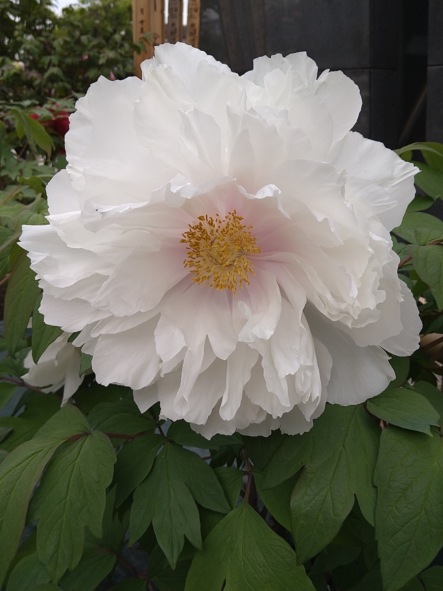 f:id:chuudaiji:20220417134708j:plain