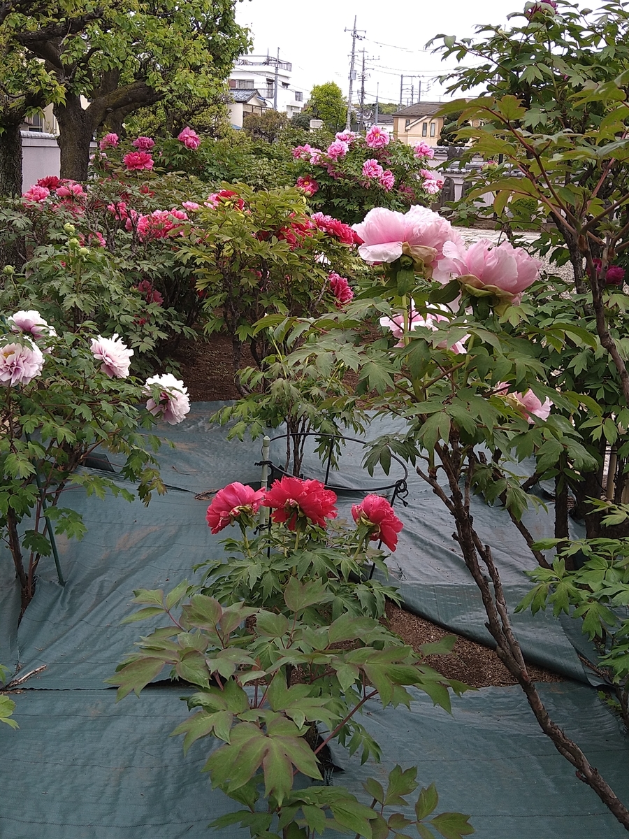 f:id:chuudaiji:20220417135131j:plain