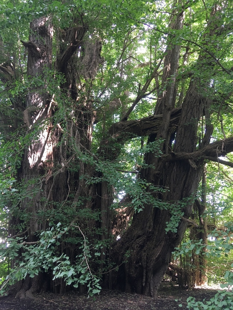 f:id:chuukounenrunner:20201007135028j:plain