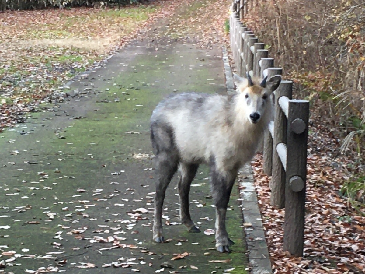 f:id:chuukounenrunner:20201126095021j:plain