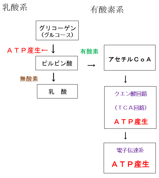 f:id:chuukounenrunner:20210214173616p:plain