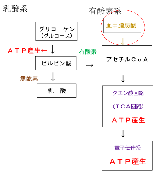 f:id:chuukounenrunner:20210218173157p:plain