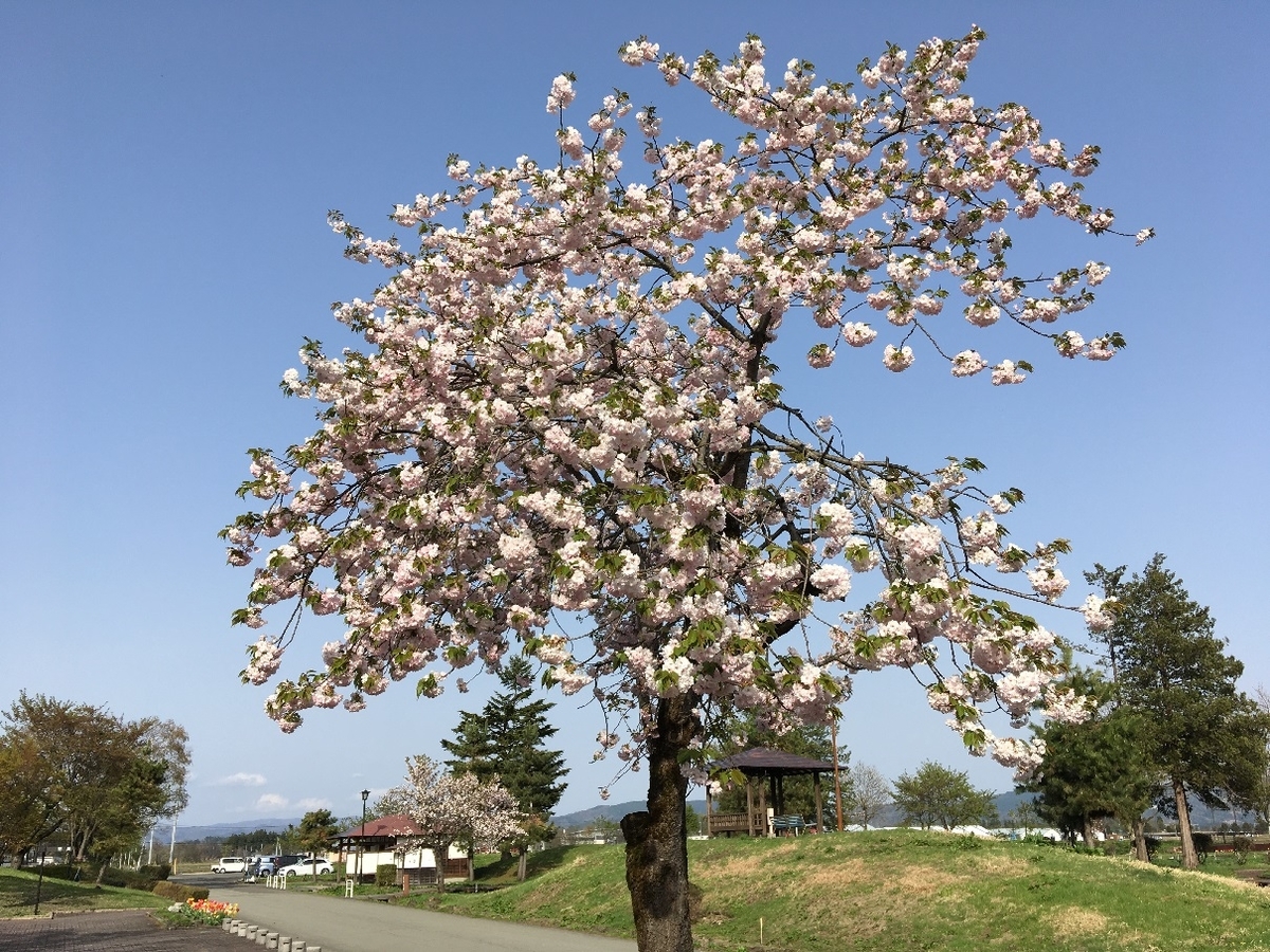 f:id:chuukounenrunner:20210505135025j:plain